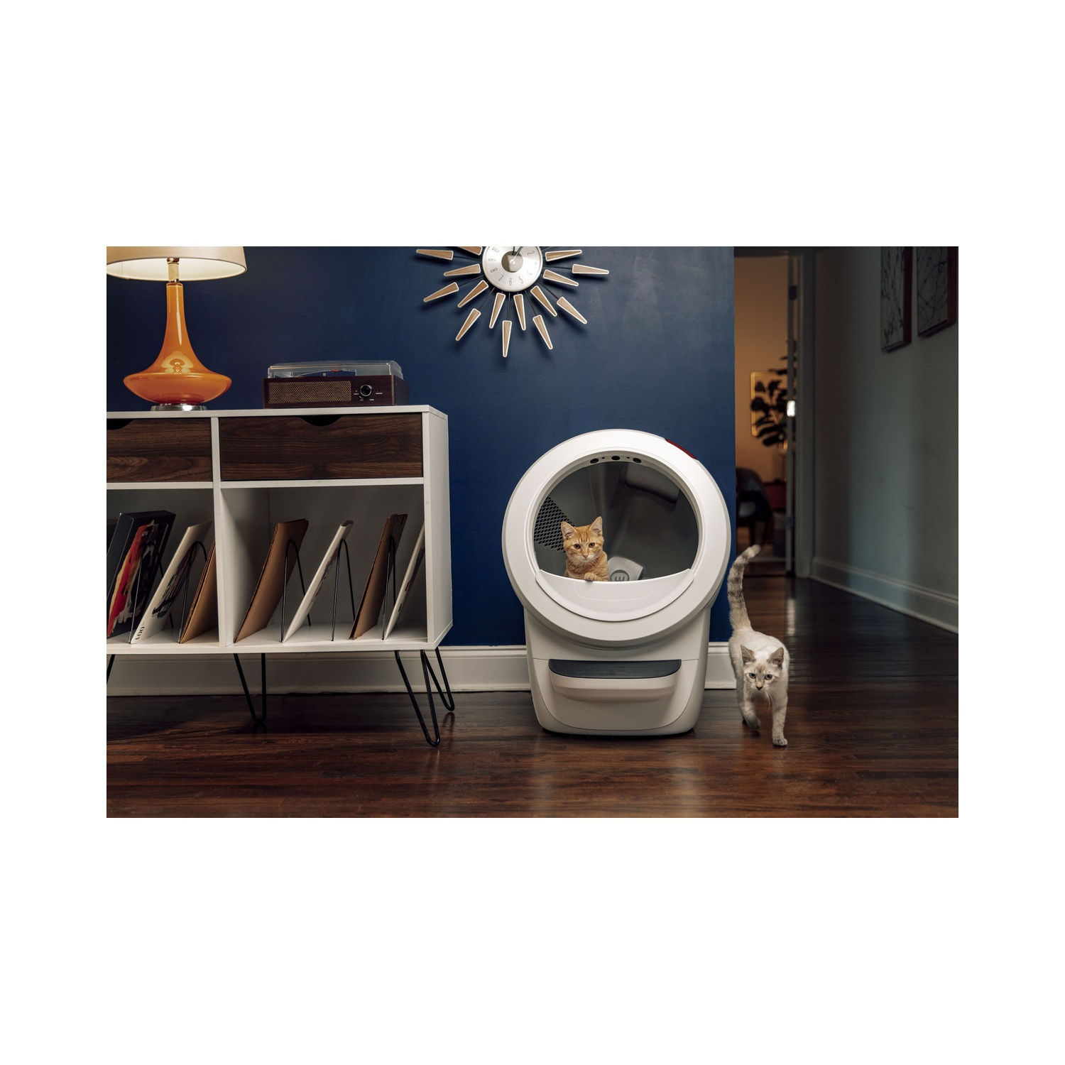 Twee katten en een kattenbakrobot in een kamer met een blauwe muur. Houten vloer.