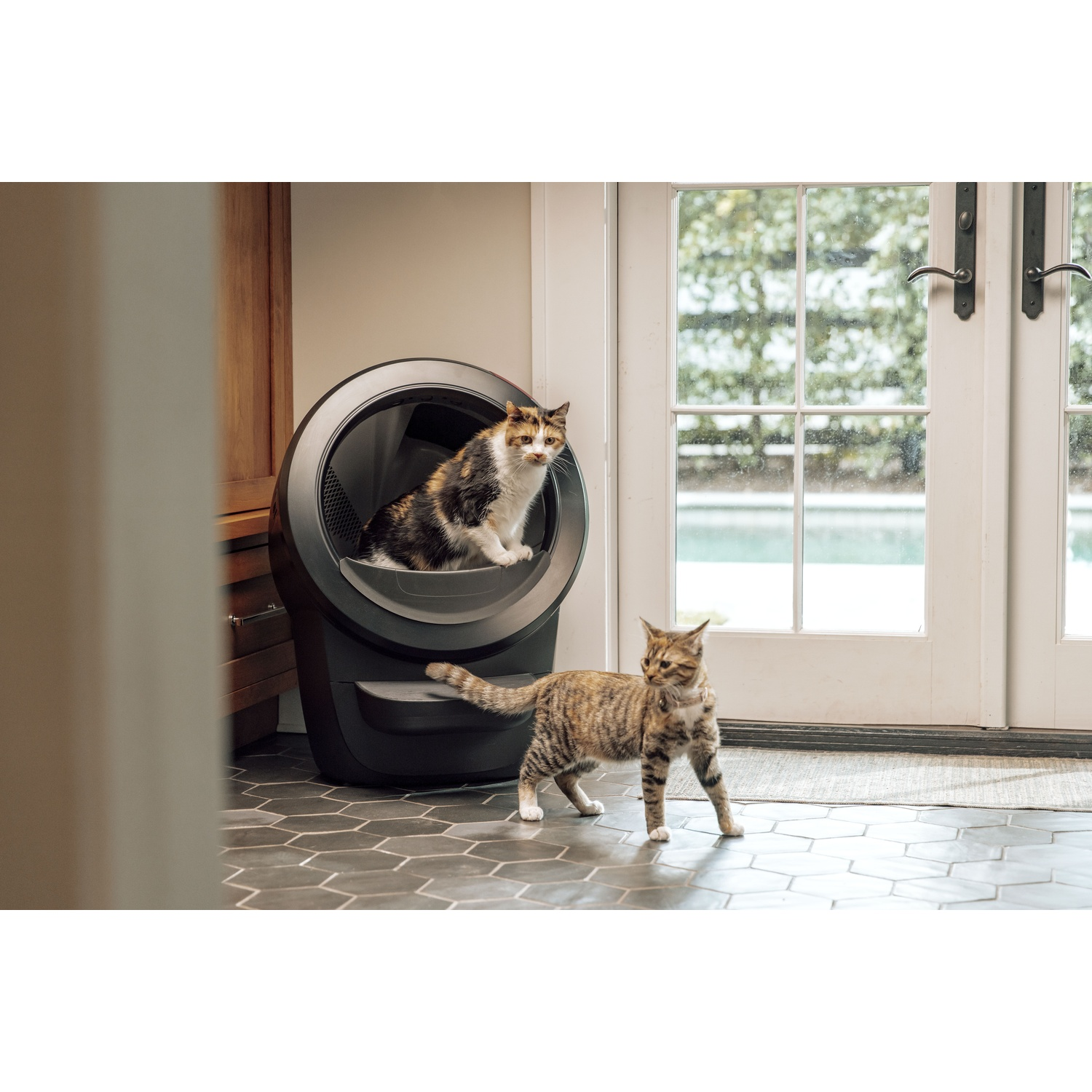 Two cats in a room. One is in a litter box, the other is looking at the camera.