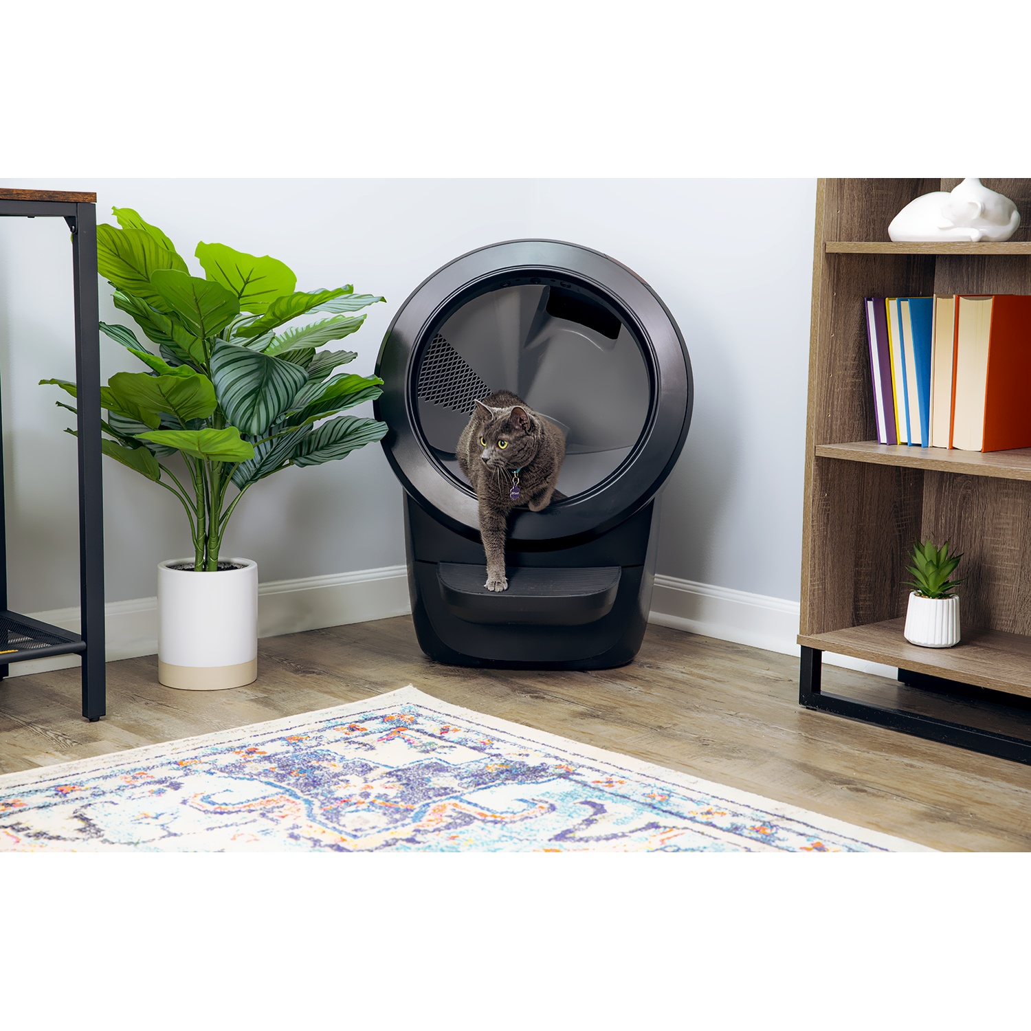 Grey cat exiting a black automatic litter box. Rug in the room.