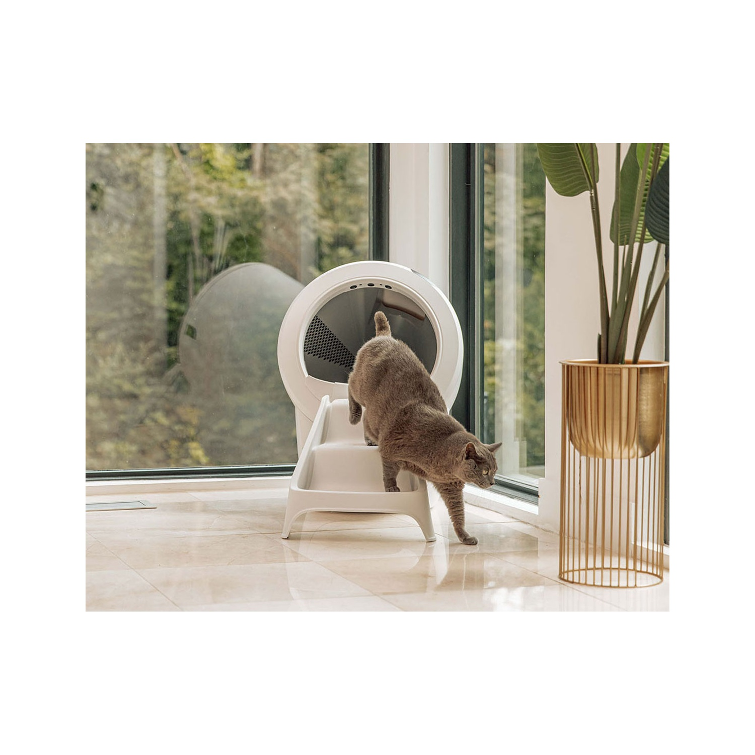 Kat klimt in een witte kattenbak. Gouden plantenpot en raam op de achtergrond.