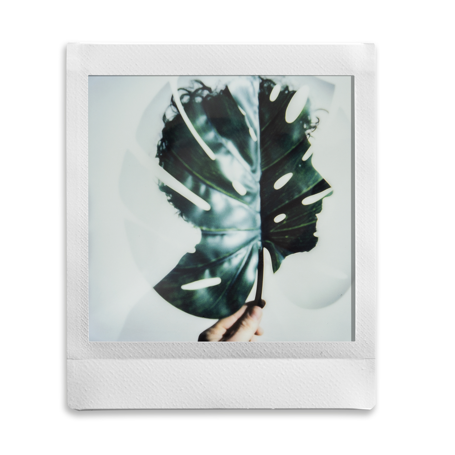 Photo Polaroid : silhouette d'une tête, feuille au milieu.
