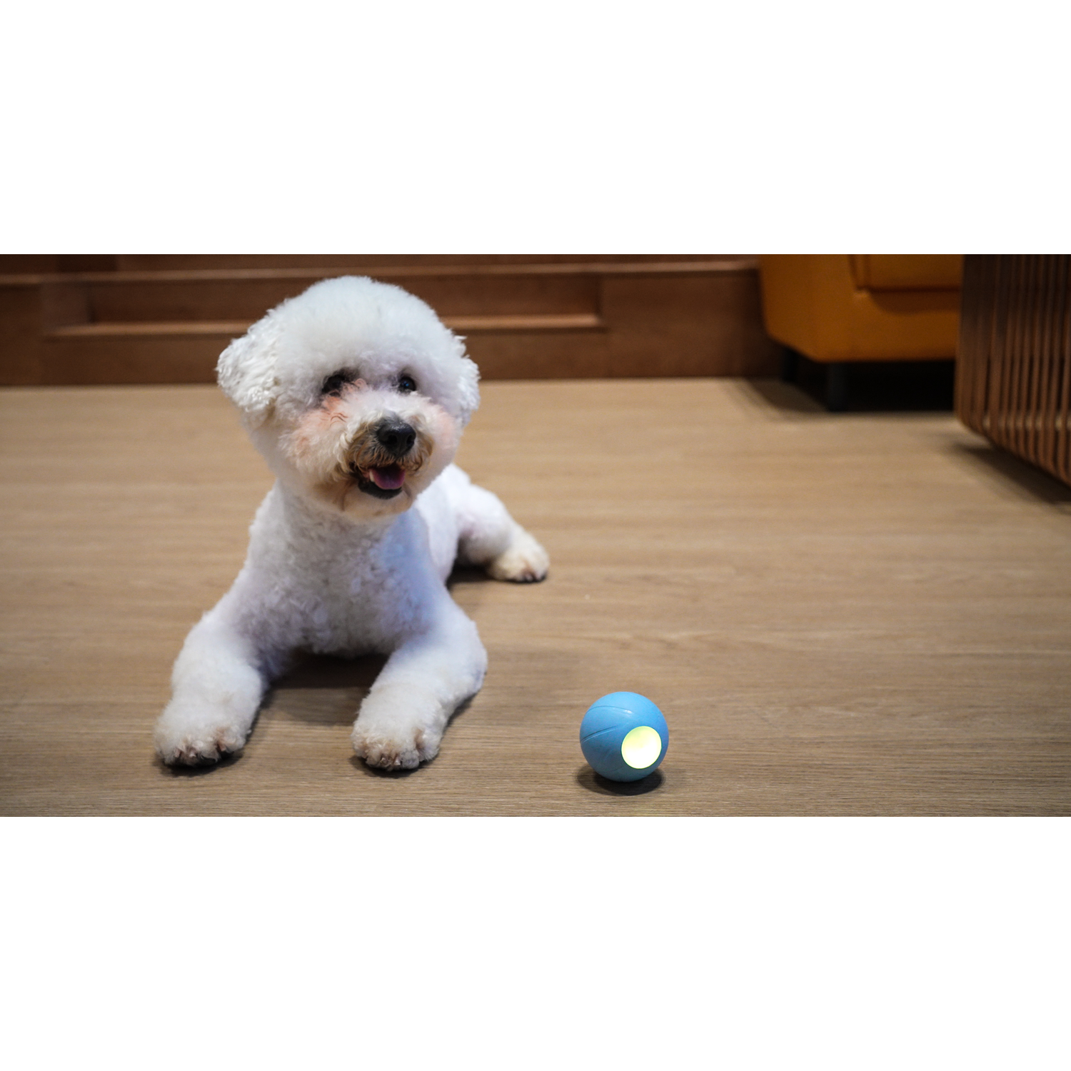 White dog lying down with a blue ball with a light.