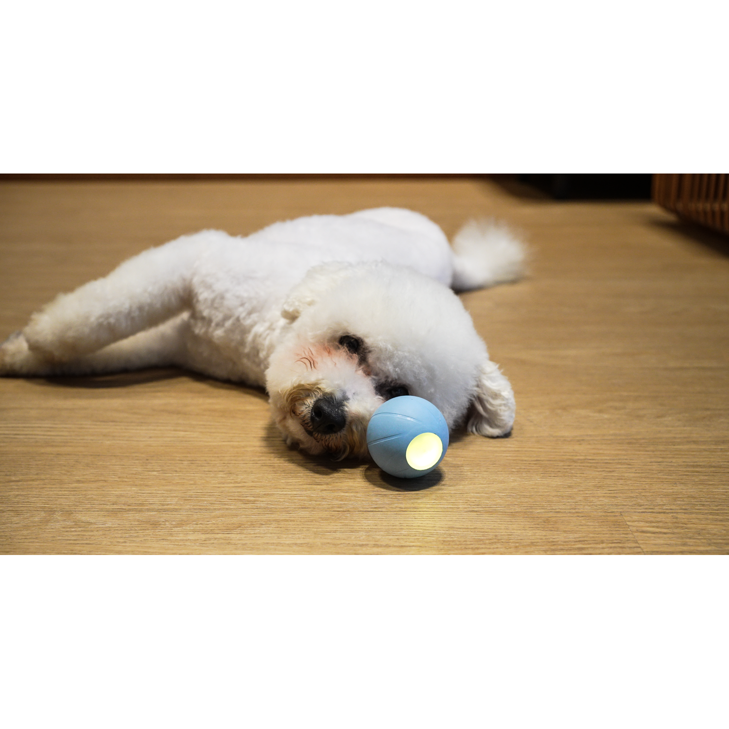 Dog is lying on the floor with a ball next to it. The ball is glowing.