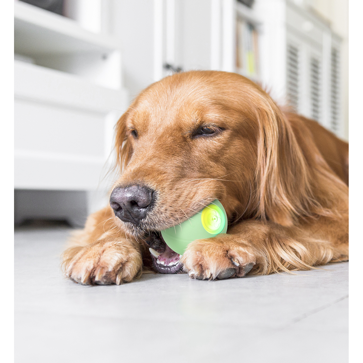 A golden retriever dog is lying down, holding a green ball in its mouth.