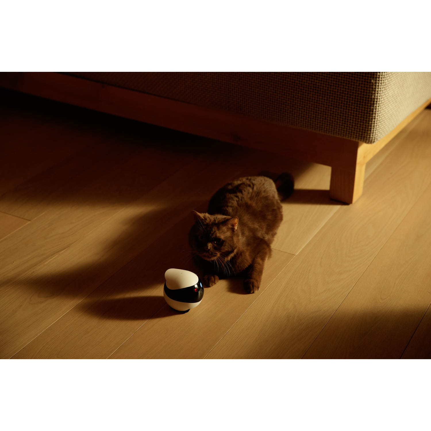 A brown cat plays with a white and black ball on a wooden floor. The cat is looking at the ball.