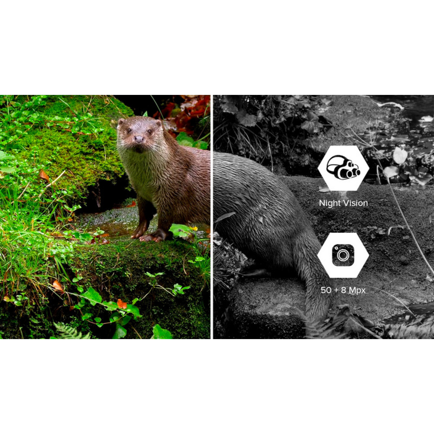 Een otter staat op een rots met mos in een gesplitste afbeelding. De linkerkant is in kleur; de rechterkant is zwart-wit, met nachtvisie- en camera-iconen.