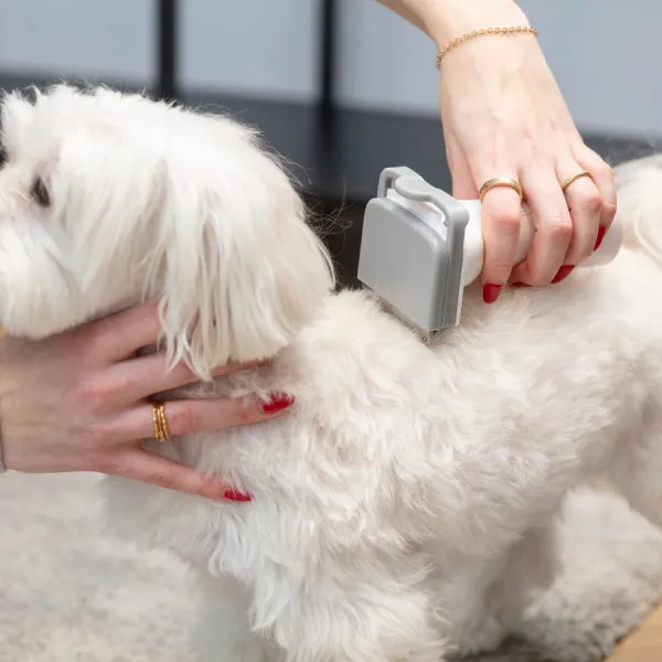 Osoba pielęgnuje białego psa szczotką. Dłonie i pies w centrum, rozmyte tło, wnętrze.