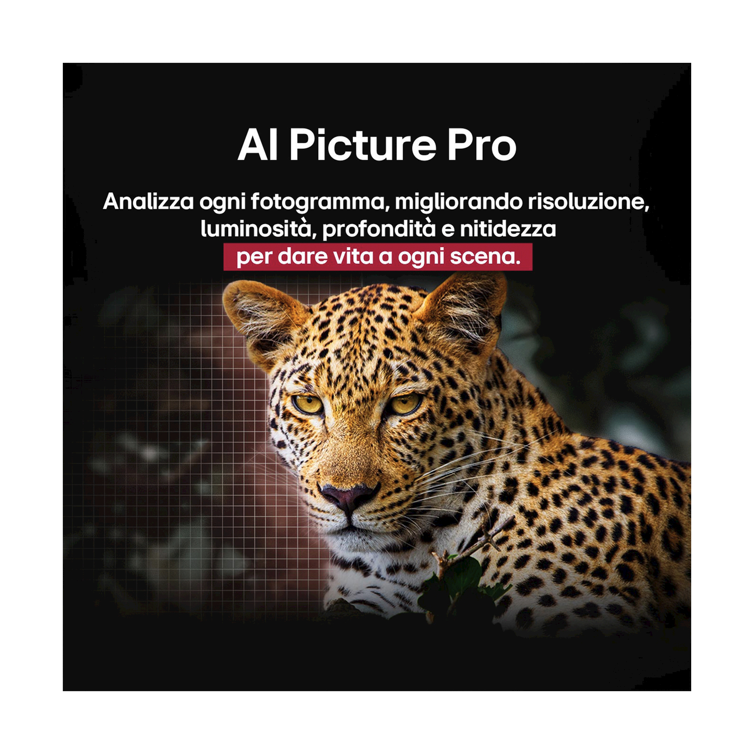Il volto di un leopardo a fuoco su sfondo nero.