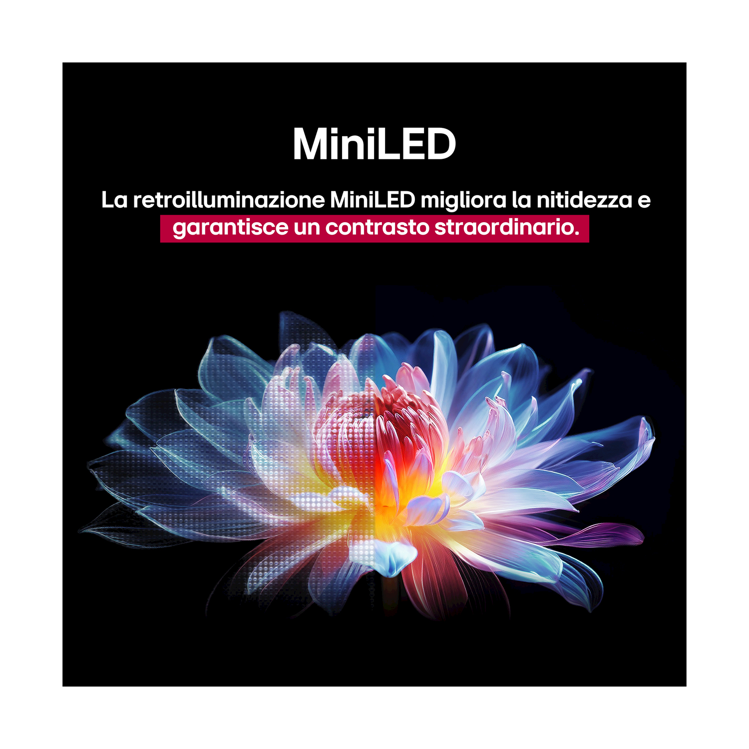 Fiore con parti blu, rosa e gialle su sfondo nero. Testo: 'MiniLED'.
