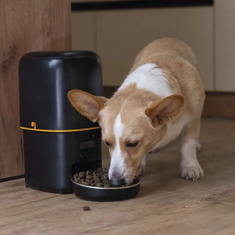 Egy barna-fehér corgi fekete tálból eszik. Egy fekete-sárga automata etető áll mellette.