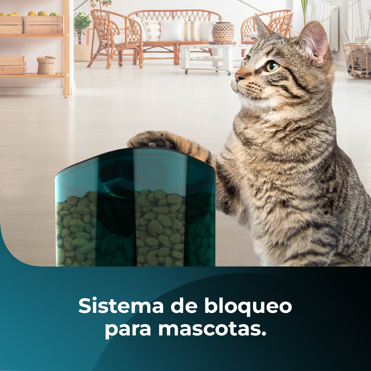 Un gato alcanza un recipiente de comida para mascotas con croquetas, con texto en español abajo.