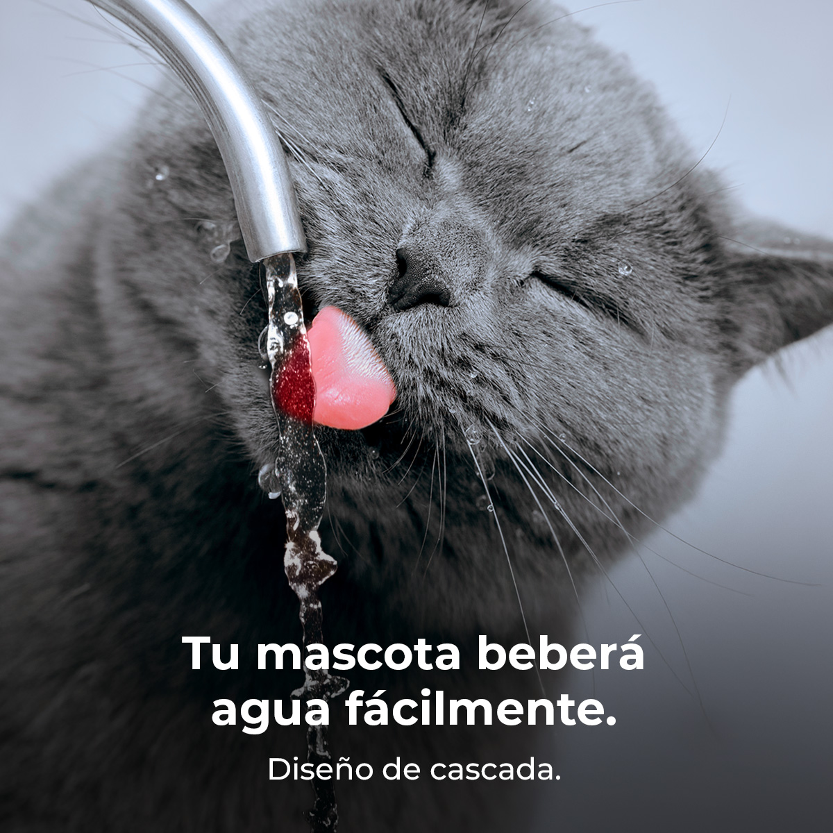 Un gato gris bebe agua de un grifo con la lengua fuera. Texto: Tu mascota beberá agua fácilmente.