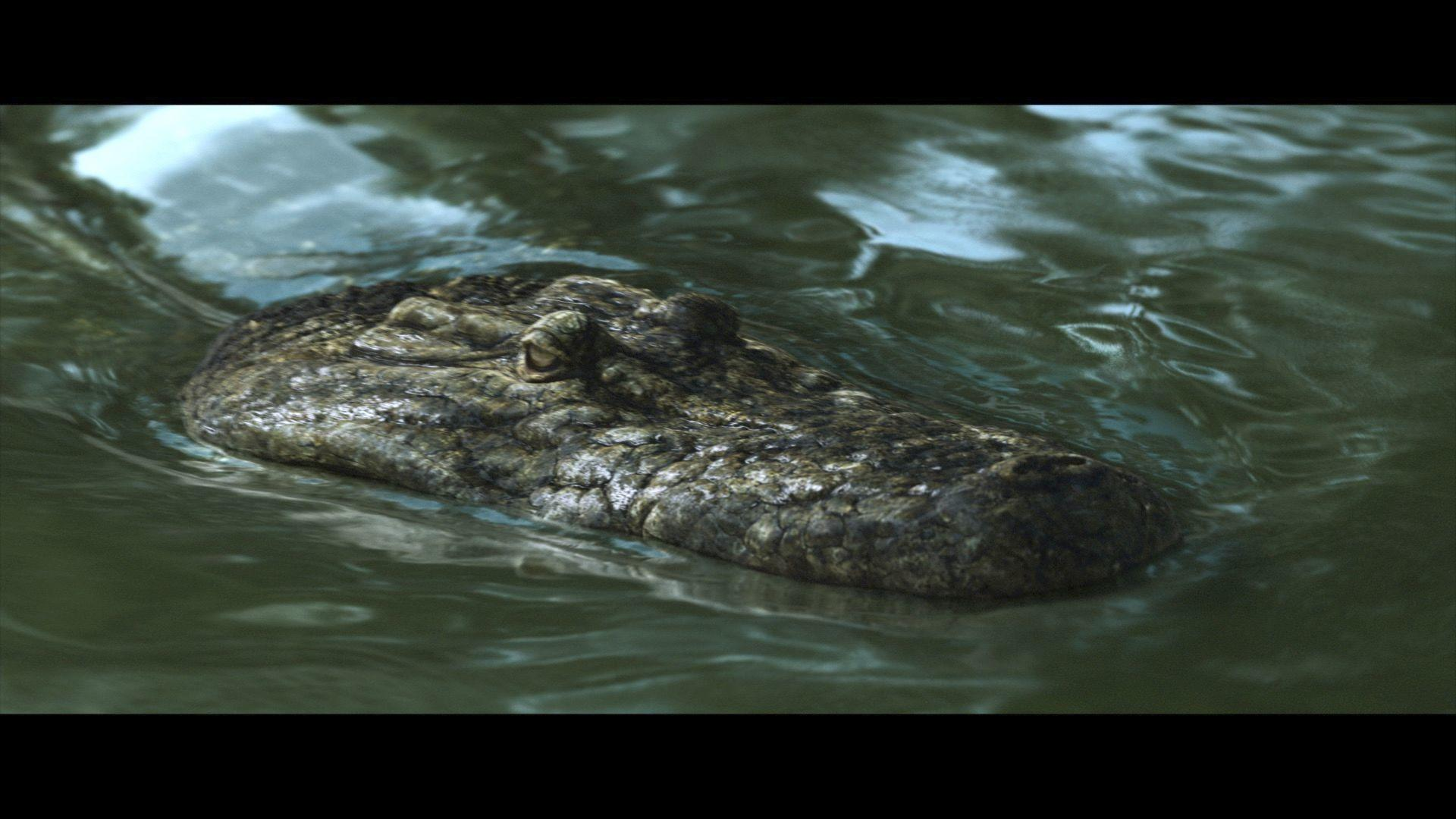 Ein Krokodilkopf ragt aus dunkelgrünem Wasser, seine Schuppen sind detailliert.