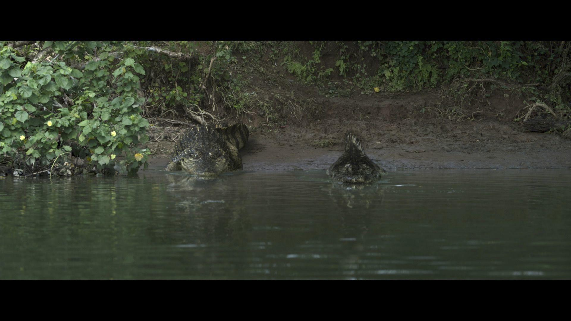 Zwei Krokodile im Wasser, am schlammigen Ufer mit grüner Vegetation im Hintergrund.