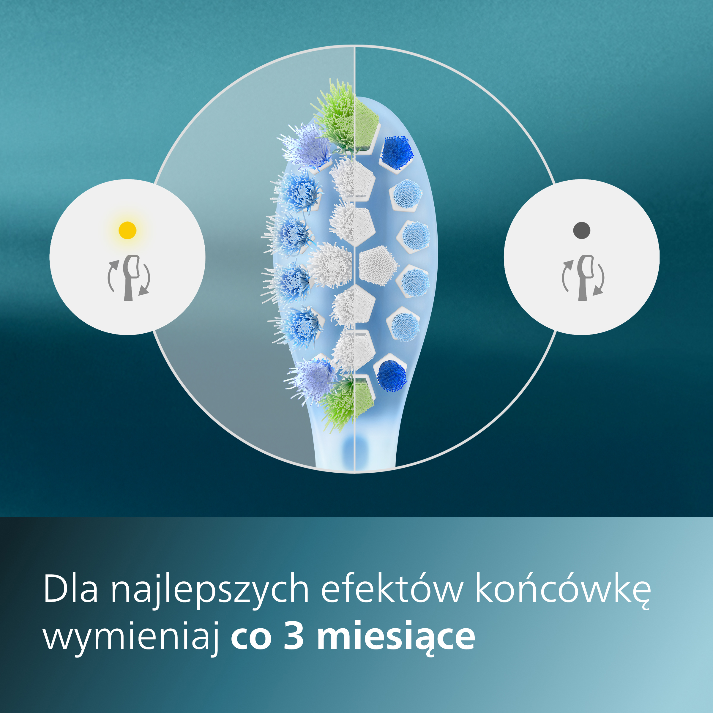 Główka szczoteczki do zębów ze szczegółami włosia i tekstem.