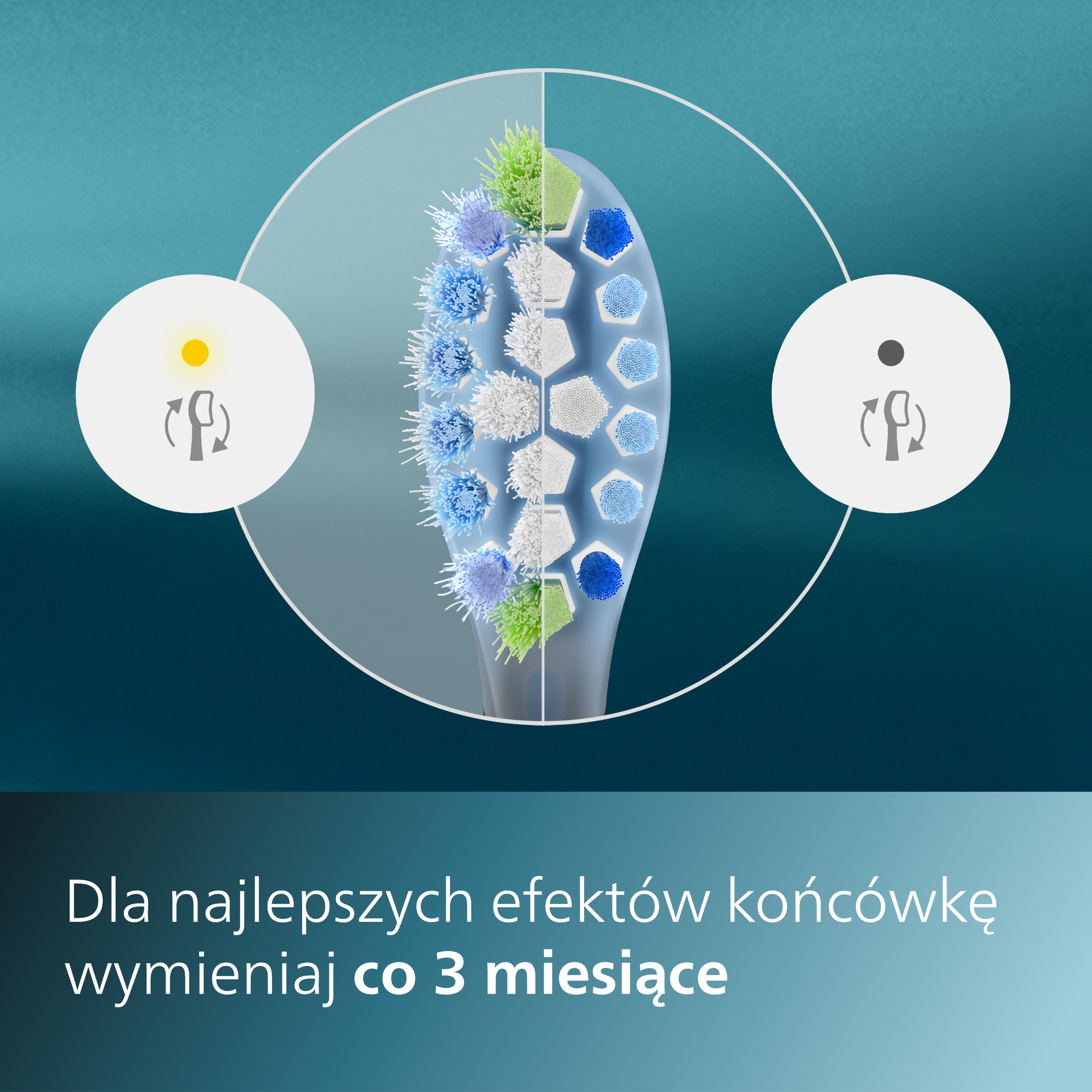 Główka szczoteczki do zębów z włosiem. Okręgi pokazują zużycie i wymianę.