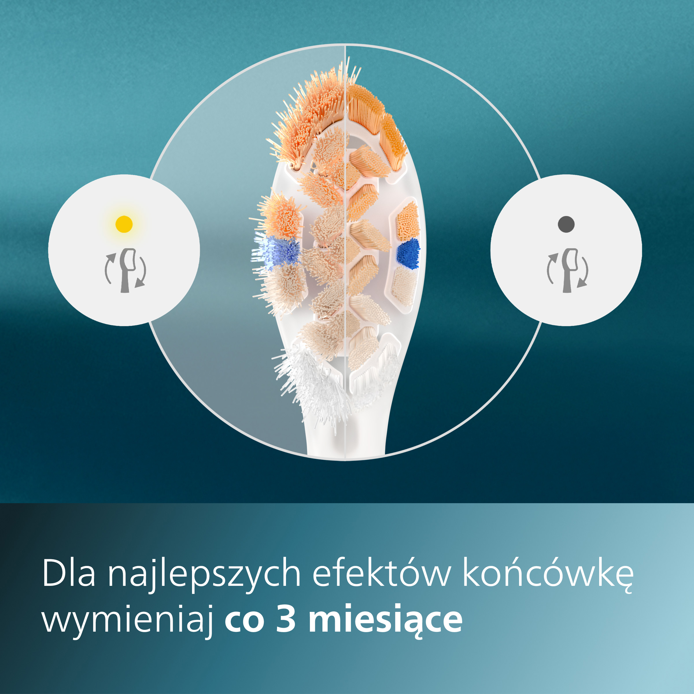 Główka szczoteczki do zębów z różnokolorowym włosiem, z dwoma okręgami ilustrującymi jej użycie.