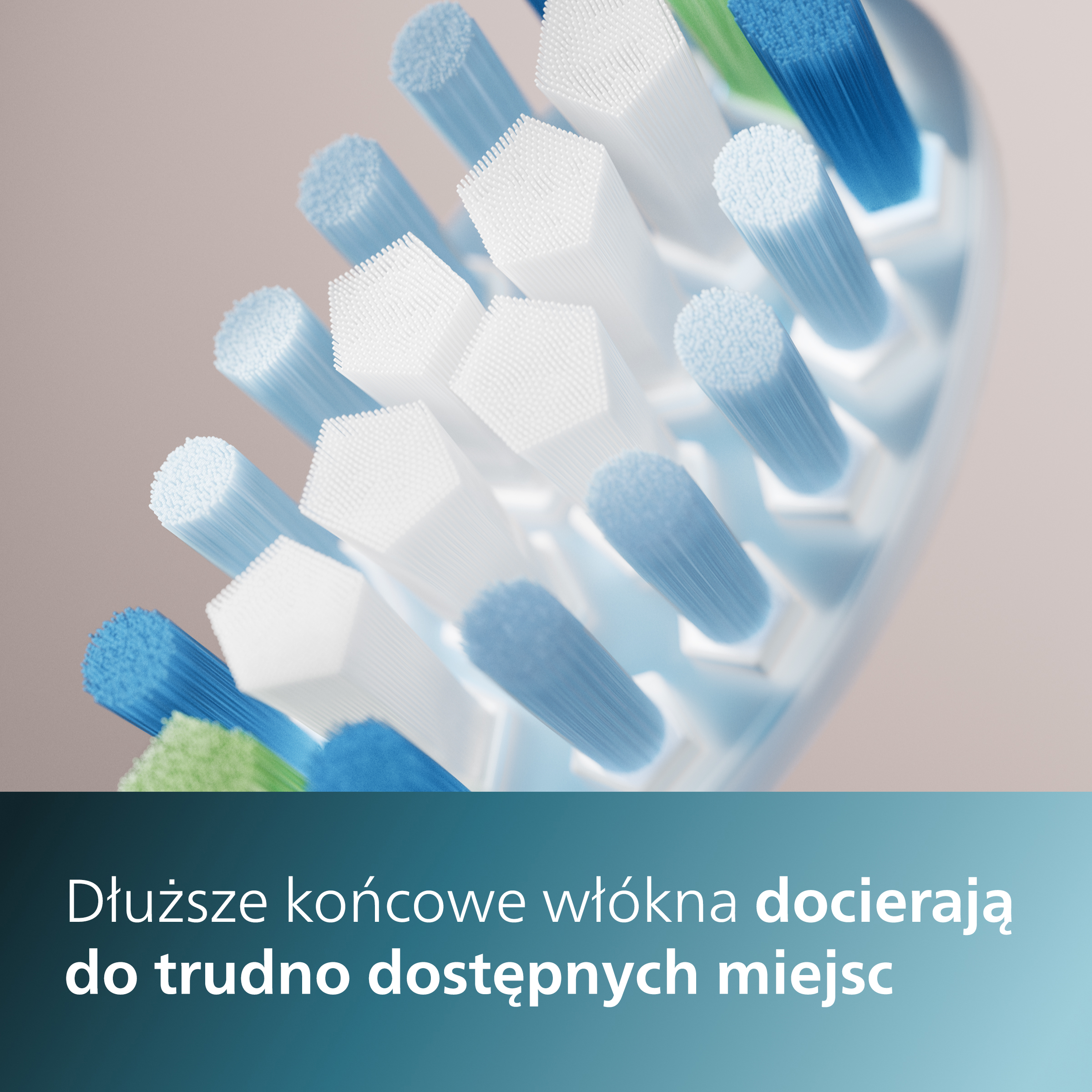 Zbliżenie główki szczoteczki do zębów z białym i niebieskim włosiem.