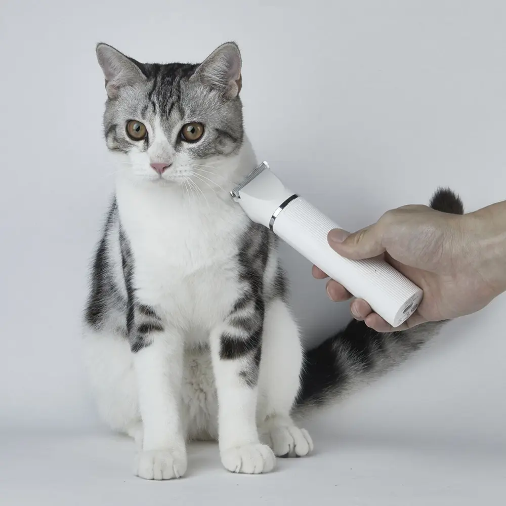 Un gatto viene tosato con un tagliacapelli elettrico. Il gatto ha il pelo grigio e bianco.