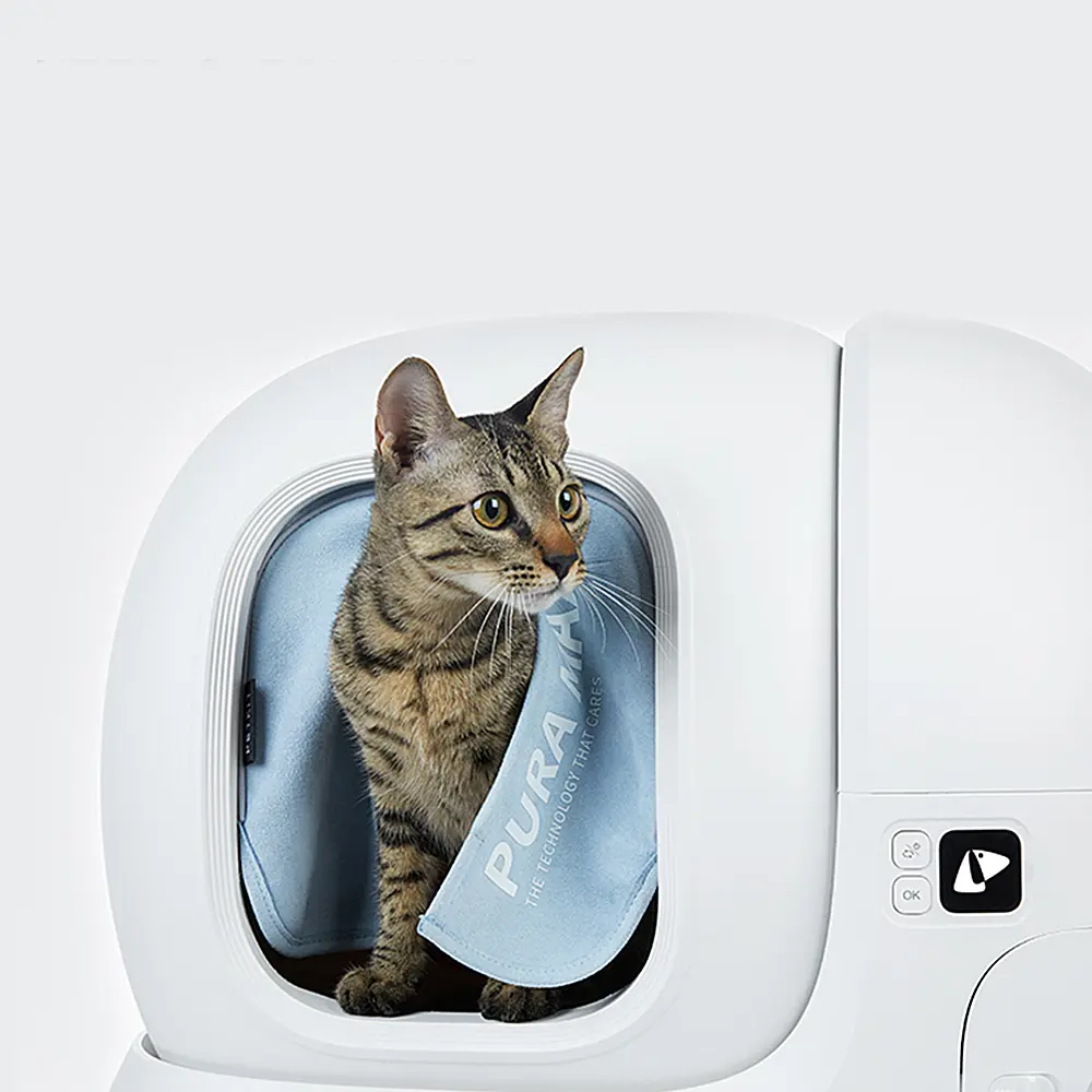 Chat assis à l'intérieur d'une litière blanche pour chat. Chat rayé.
