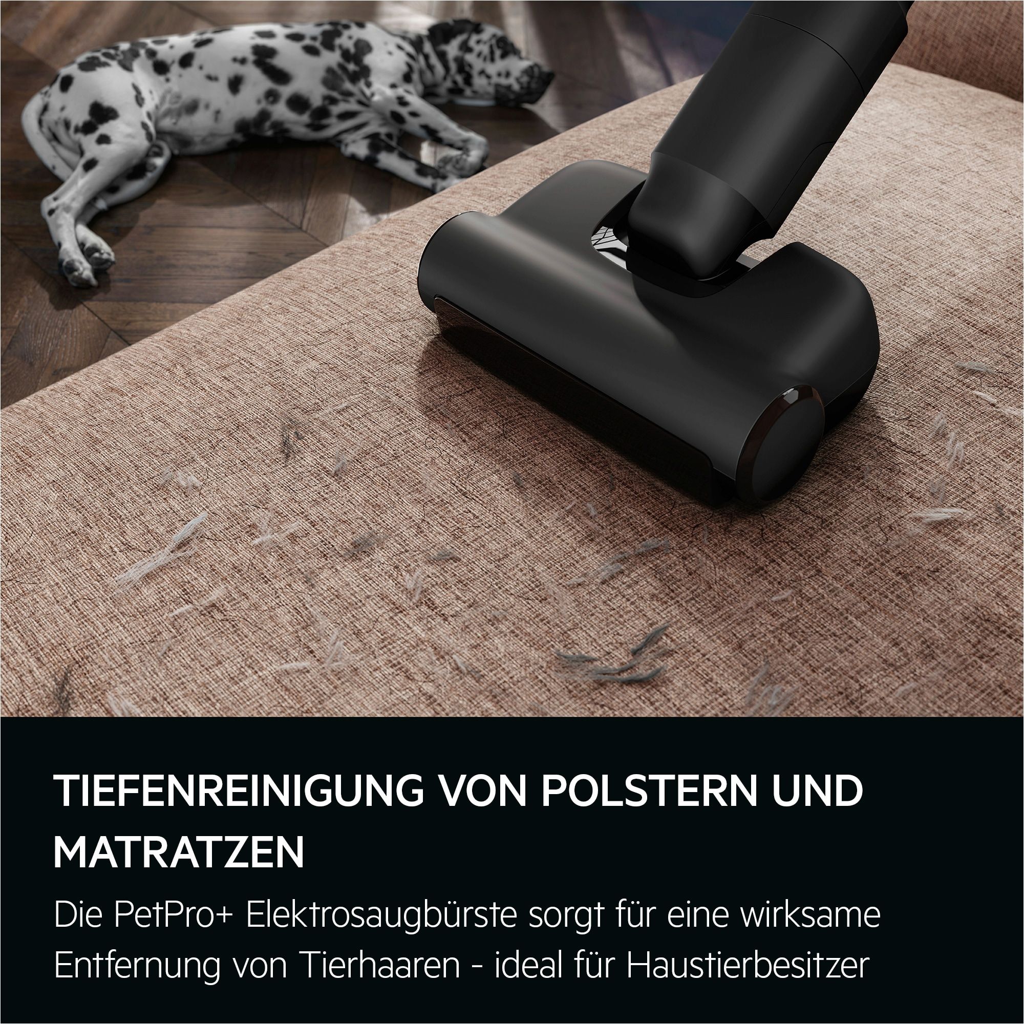 Ein schwarzer Staubsaugerkopf reinigt ein beiges Sofa. Im Hintergrund liegt ein Dalmatiner auf einem Holzboden.