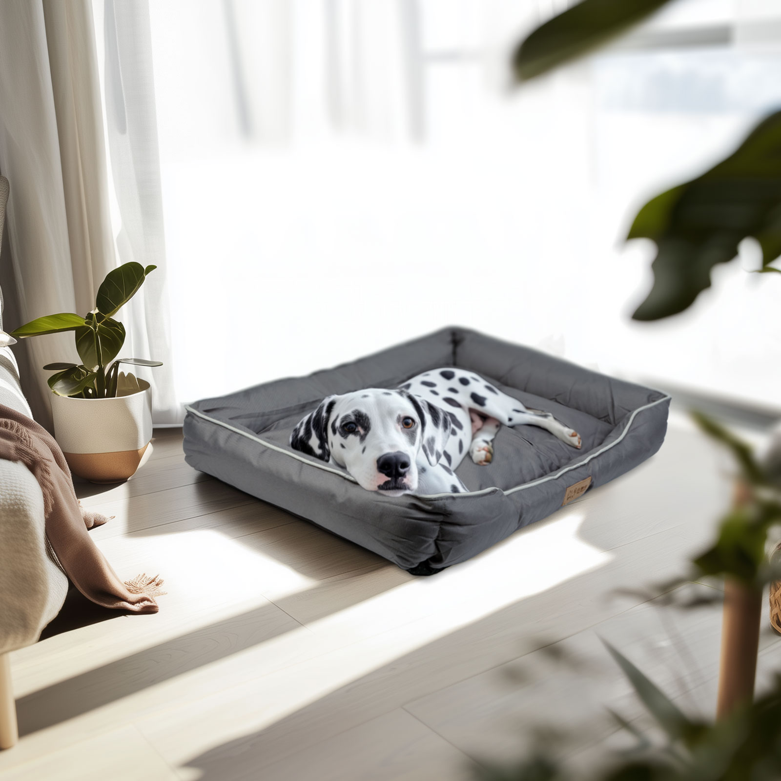 Dalmatian kutya egy kutyakosárban fekszik.