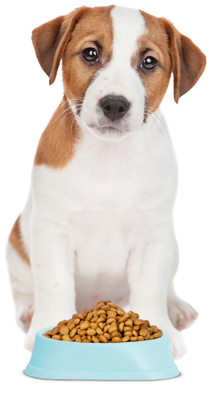 Egy Jack Russell terrier kölyök ül egy kék tál száraztáp előtt.