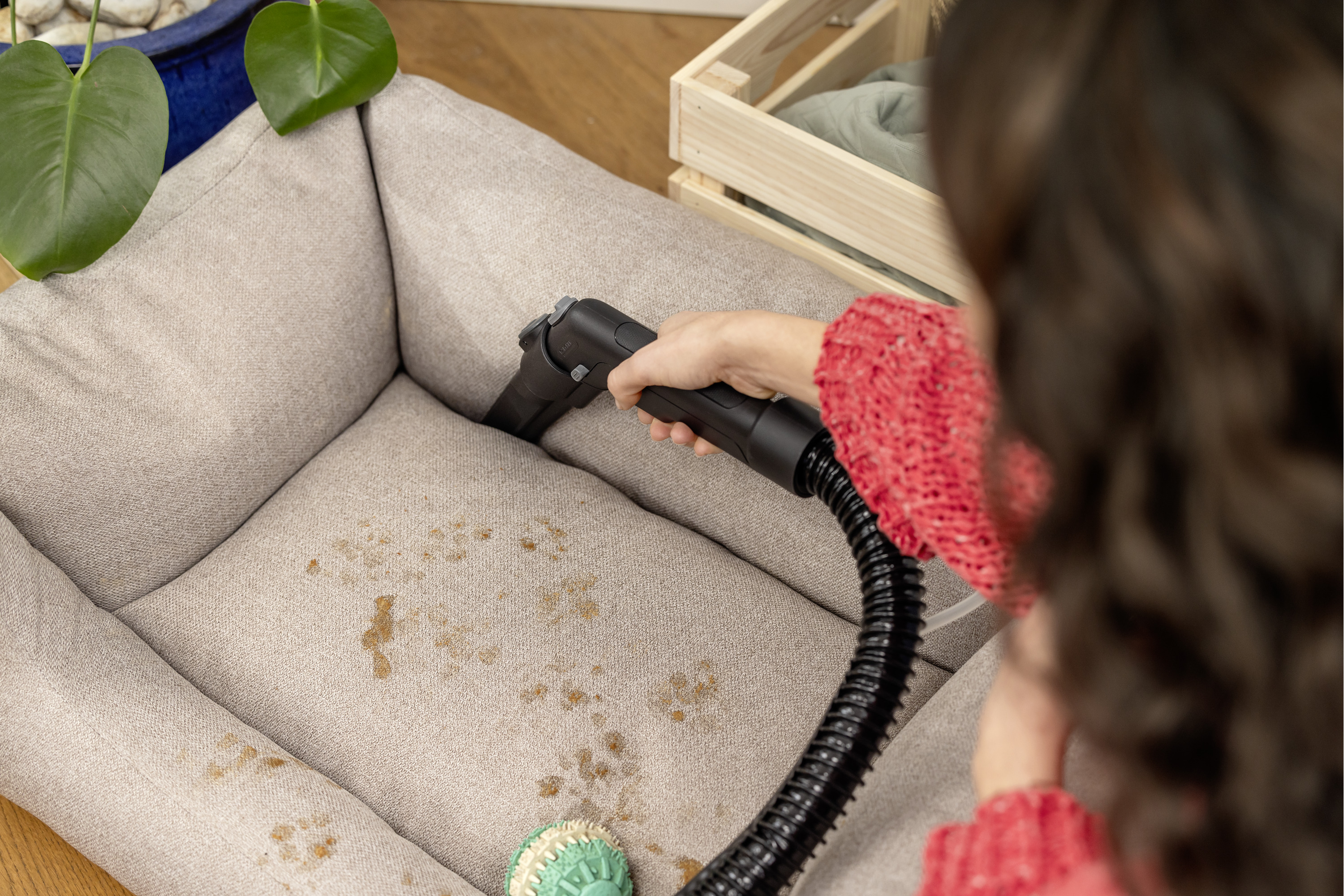 Osoba odkurzająca beżowe legowisko dla zwierząt ręcznym odkurzaczem, są plamy.