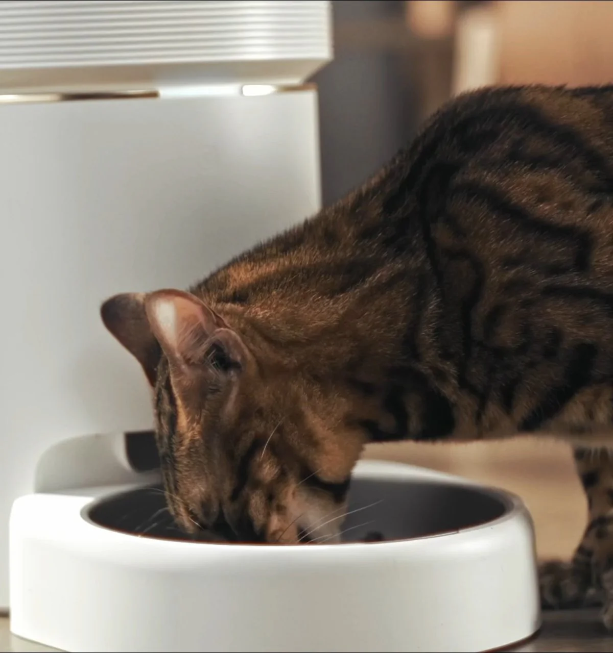 Un gatto mangia da una ciotola bianca. Il gatto ha un motivo marrone e nero.