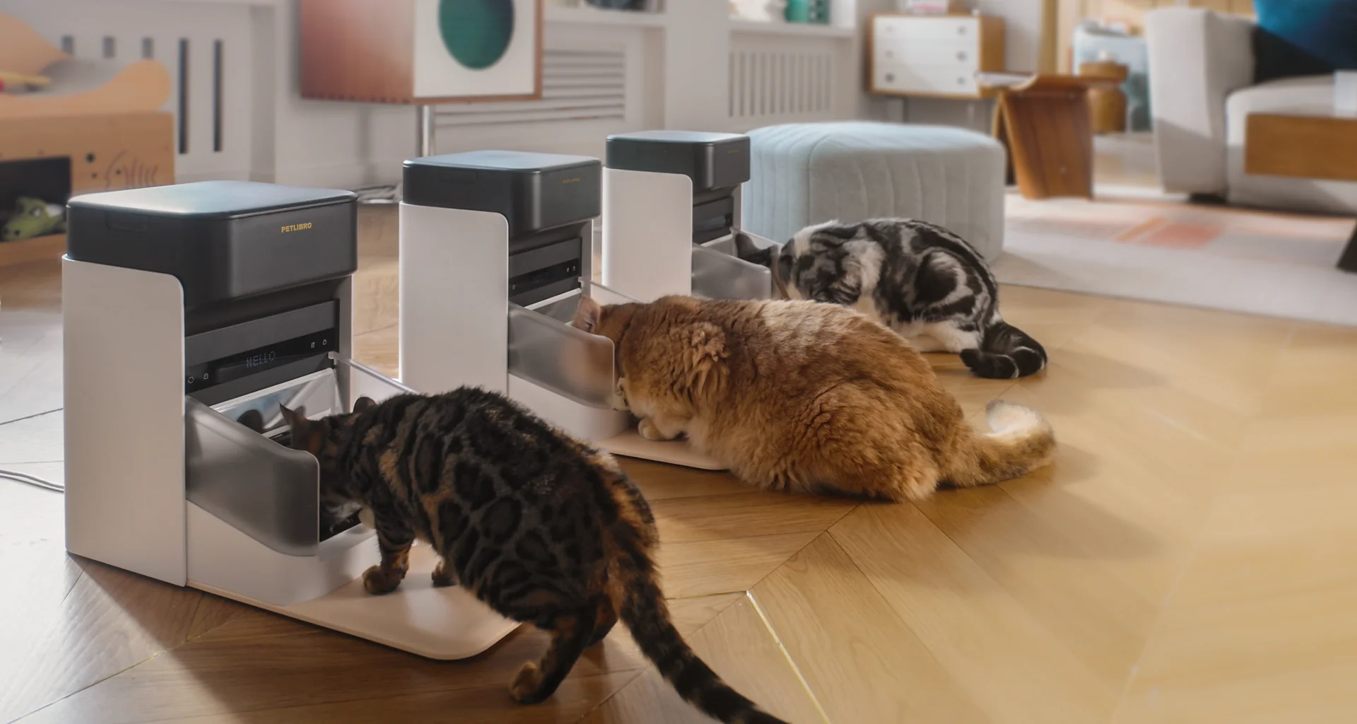 Katzen fressen von automatischen Futterautomaten auf Holzboden.