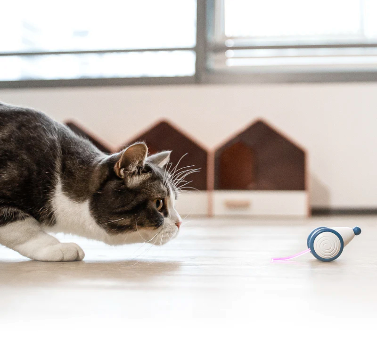 Eine Katze konzentriert sich auf ein Spielzeug mit einem sich bewegenden Licht auf Holzboden.