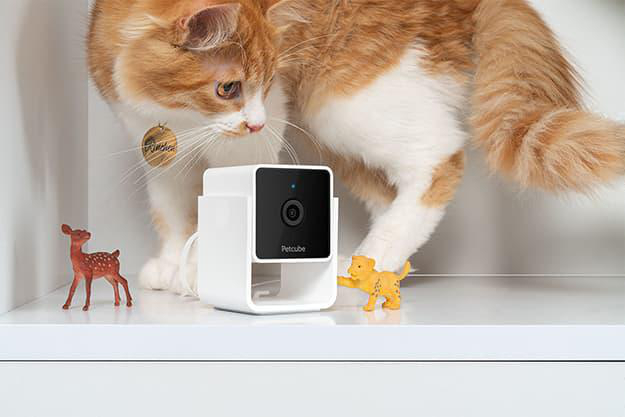 Eine rot-weiße Katze interagiert mit einer Petcube-Kamera, umgeben von Spielzeug auf einem weißen Regal.