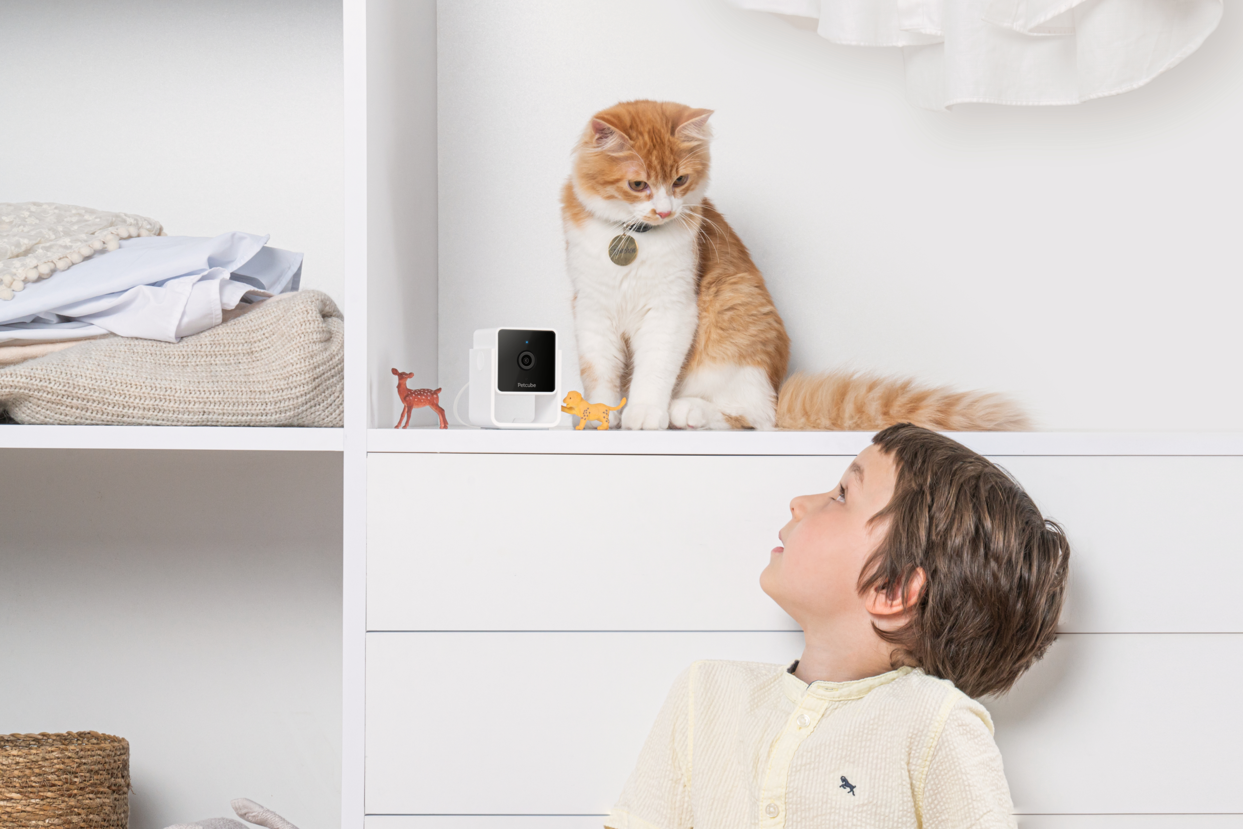 Ein Junge blickt zu einer orange-weißen Katze auf einem Regal mit einer Kamera und Spielzeug.