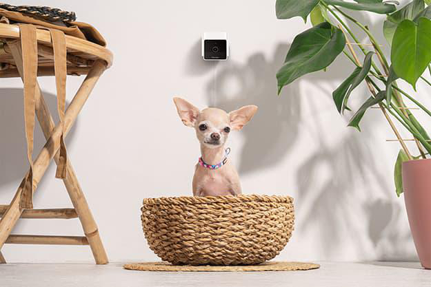 Ein Chihuahua sitzt in einem Korb vor einer Wand mit einer Kamera und einer Zimmerpflanze.