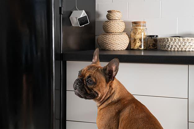 Ein brauner Hund sitzt in einer Küche neben einem Kühlschrank und Regalen.
