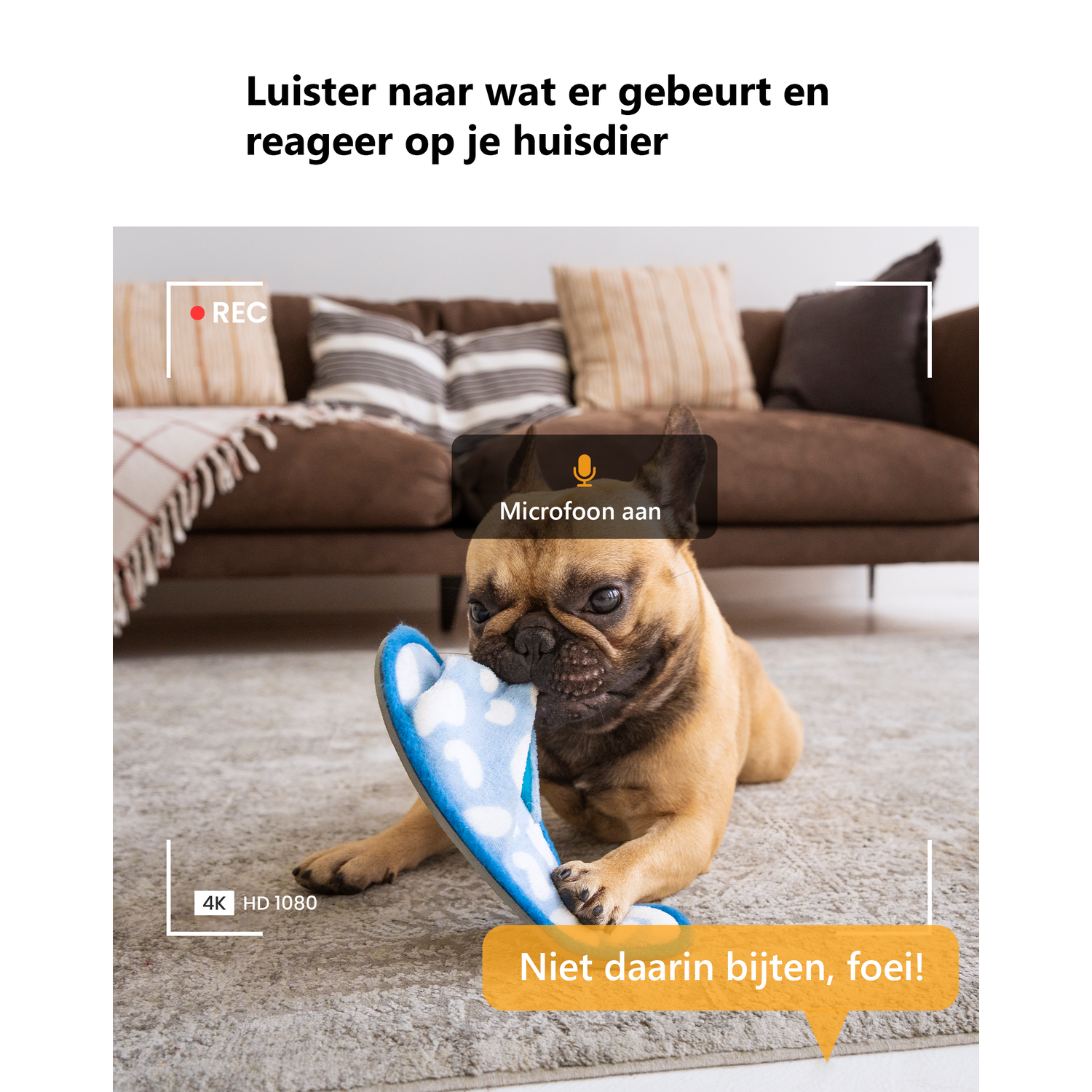 A pug lies on a rug, chewing on a blue slipper.