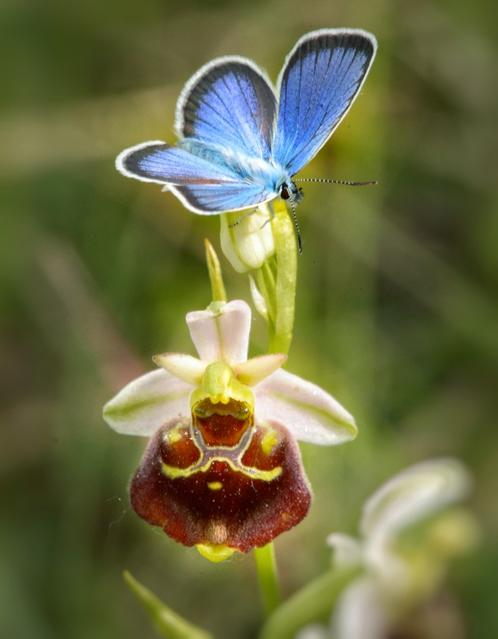 Ein blauer Schmetterling sitzt auf einer Orchideenblüte mit weißen Blütenblättern und braunem Zentrum.
