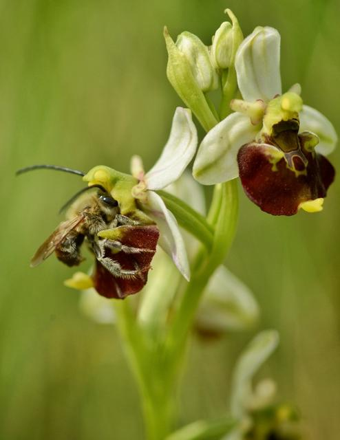 Eine Biene auf einer Orchideenblüte. Die Blüte hat weiße Blütenblätter und einen braunen Mittelteil.