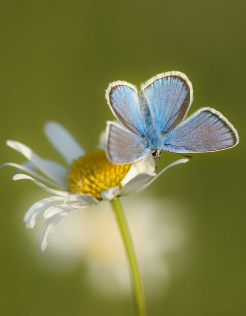 Ein blauer Schmetterling sitzt auf einer Gänseblümchenblüte mit weißen Blütenblättern und gelbem Zentrum.