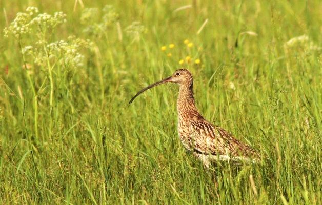 Ein Vogel mit langem, gebogenem Schnabel steht in hohem Gras mit weißen Blütenständen.
