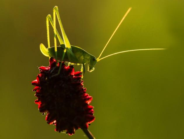 Eine grüne Heuschrecke sitzt auf einer roten Blüte, vor einem grünen Hintergrund.