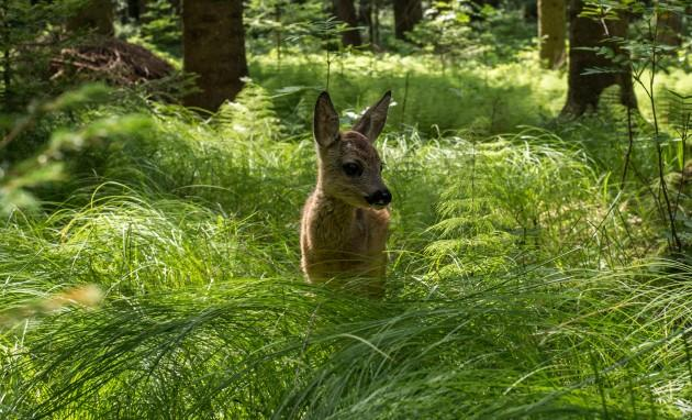 Ein Rehkitzkitz steht im hohen grünen Gras in einem Wald mit Bäumen im Hintergrund.