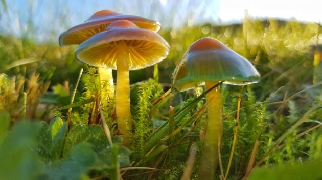 Drei gelbe Pilze mit braunen Hüten wachsen im Gras. Sonnenlicht scheint durch ihre Hüte.