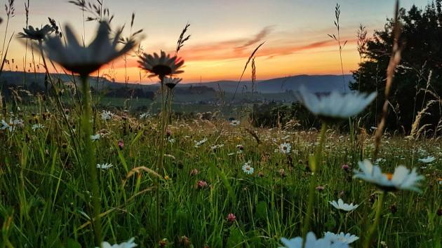 Wiese mit Gänseblümchen im Vordergrund, Sonnenuntergang mit Bergen im Hintergrund.