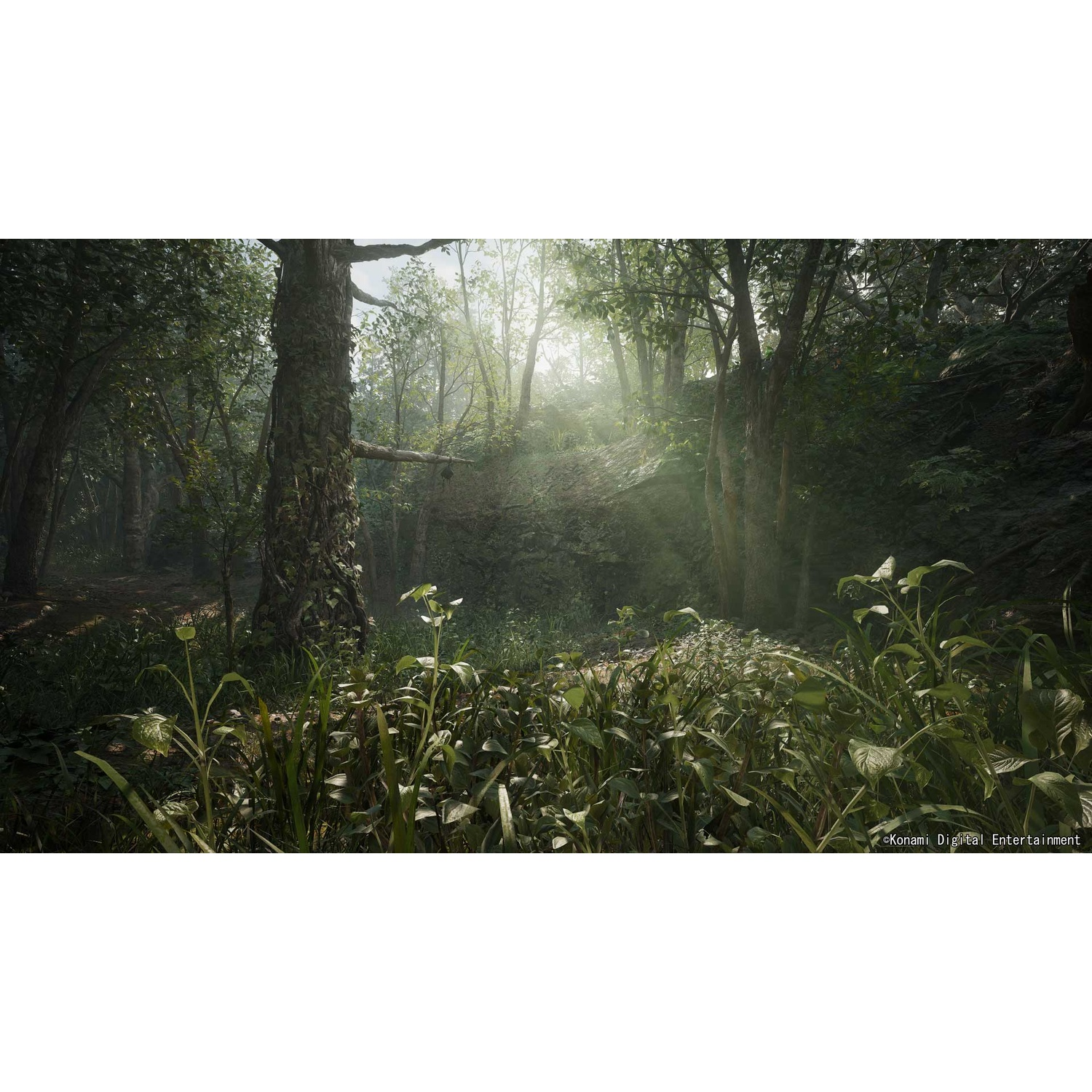 Scena di giungla fitta con alberi, sottobosco e luce solare che filtra tra le foglie.