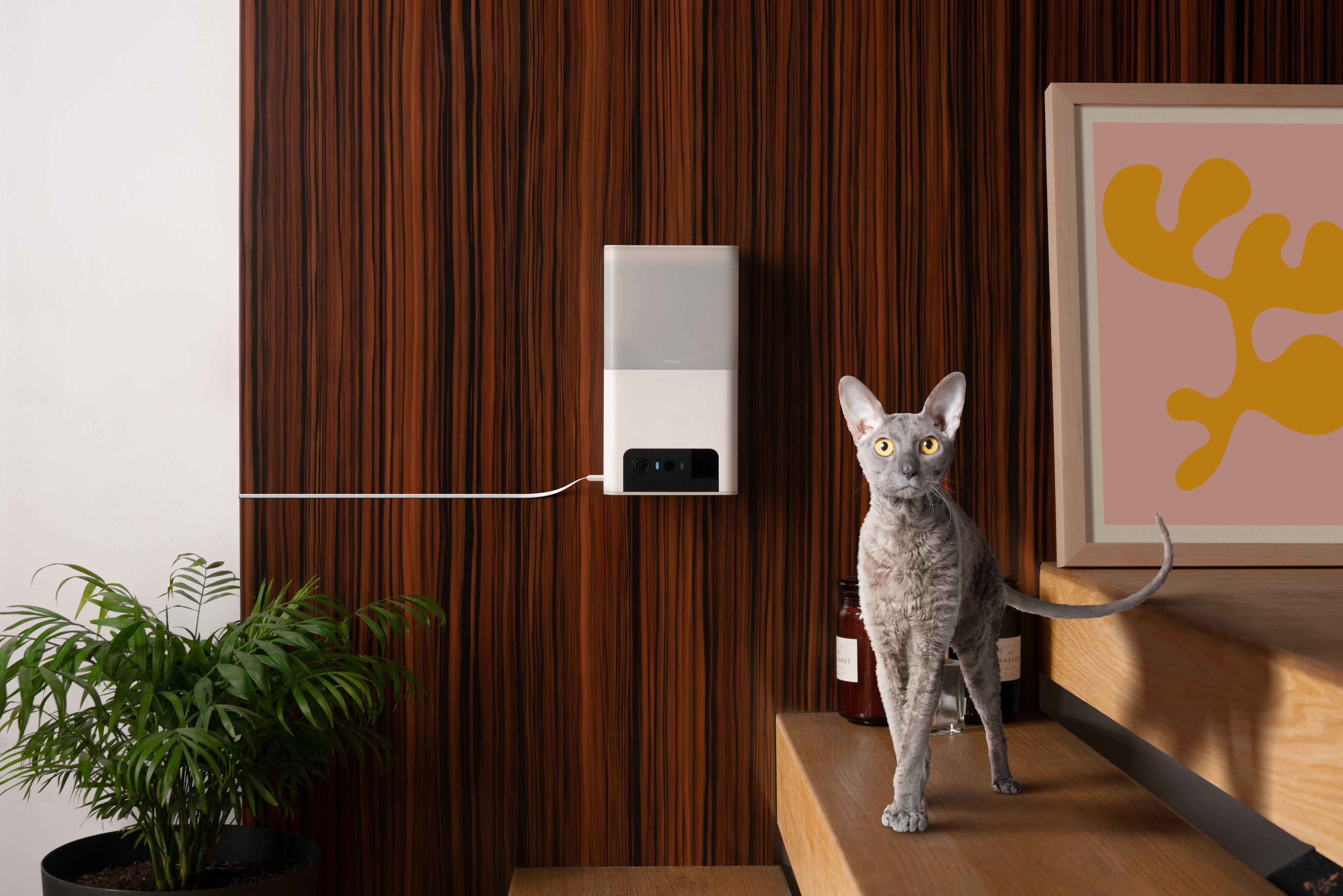 Weißes Petcube an der Wand. Eine Katze steht daneben auf Treppen.