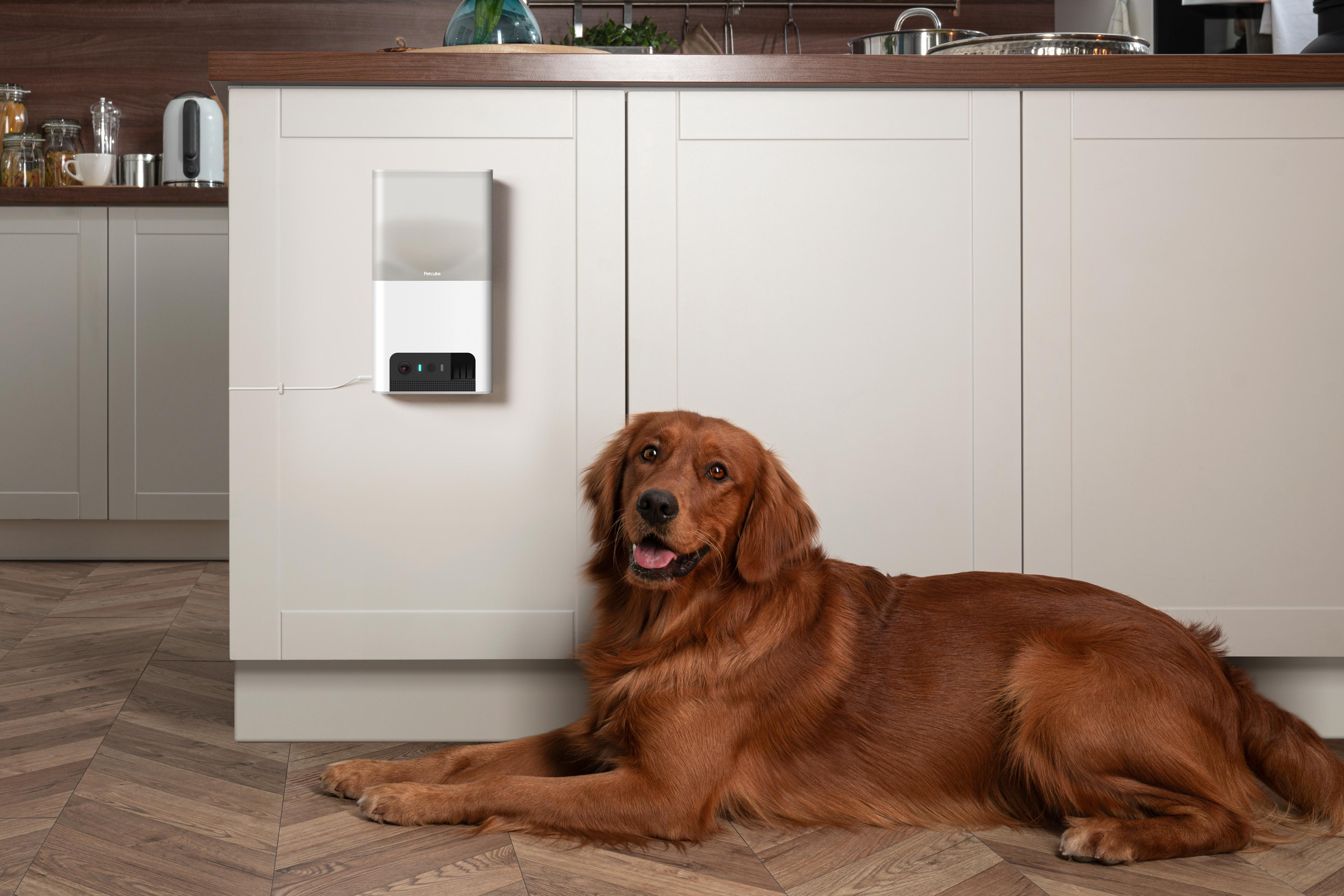 Weißes Petcube an der Wand. Ein Hund liegt davor auf dem Boden.