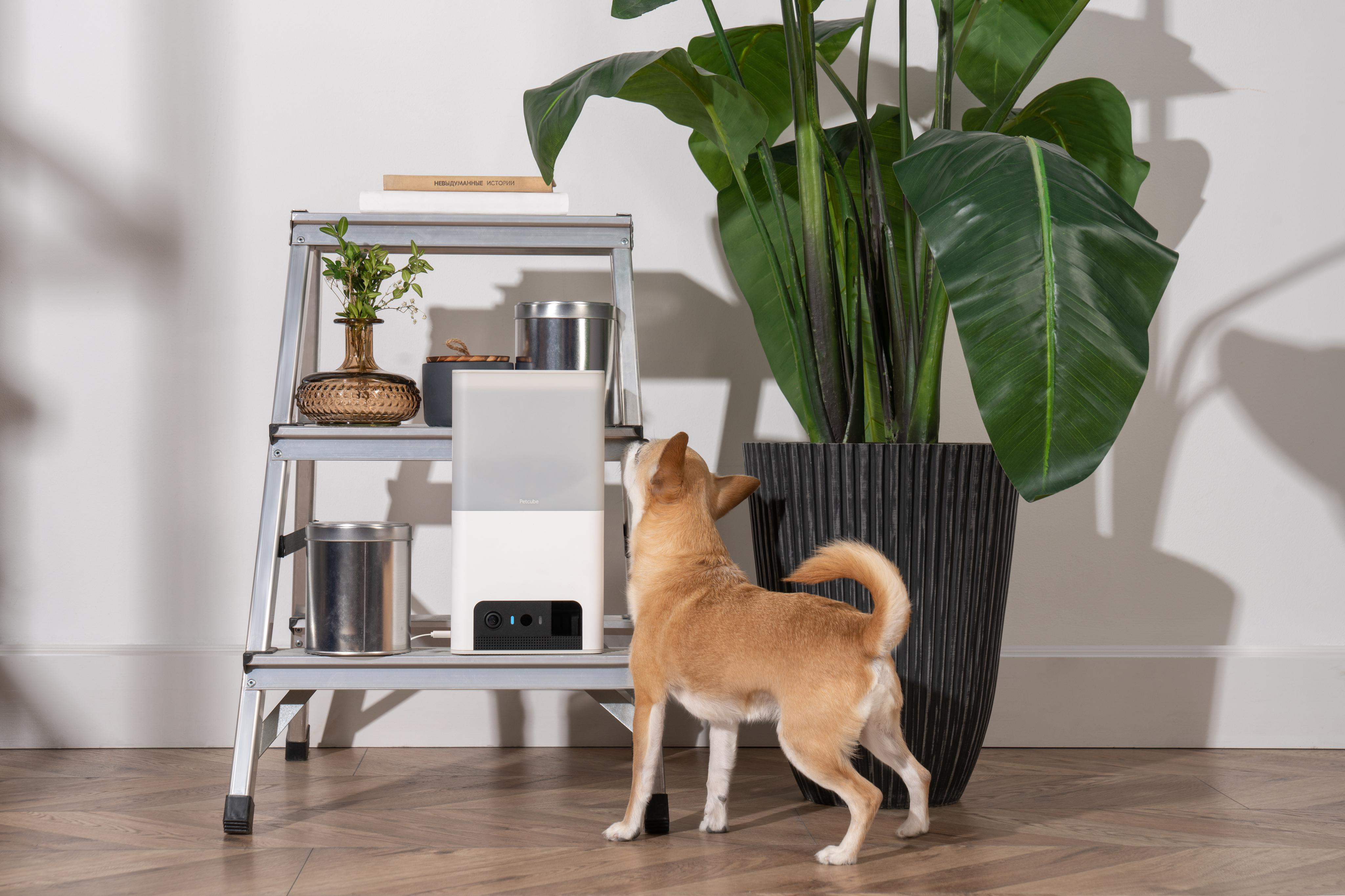 Ein weißes Petcube auf einem Ständer. Ein Hund schaut hoch.