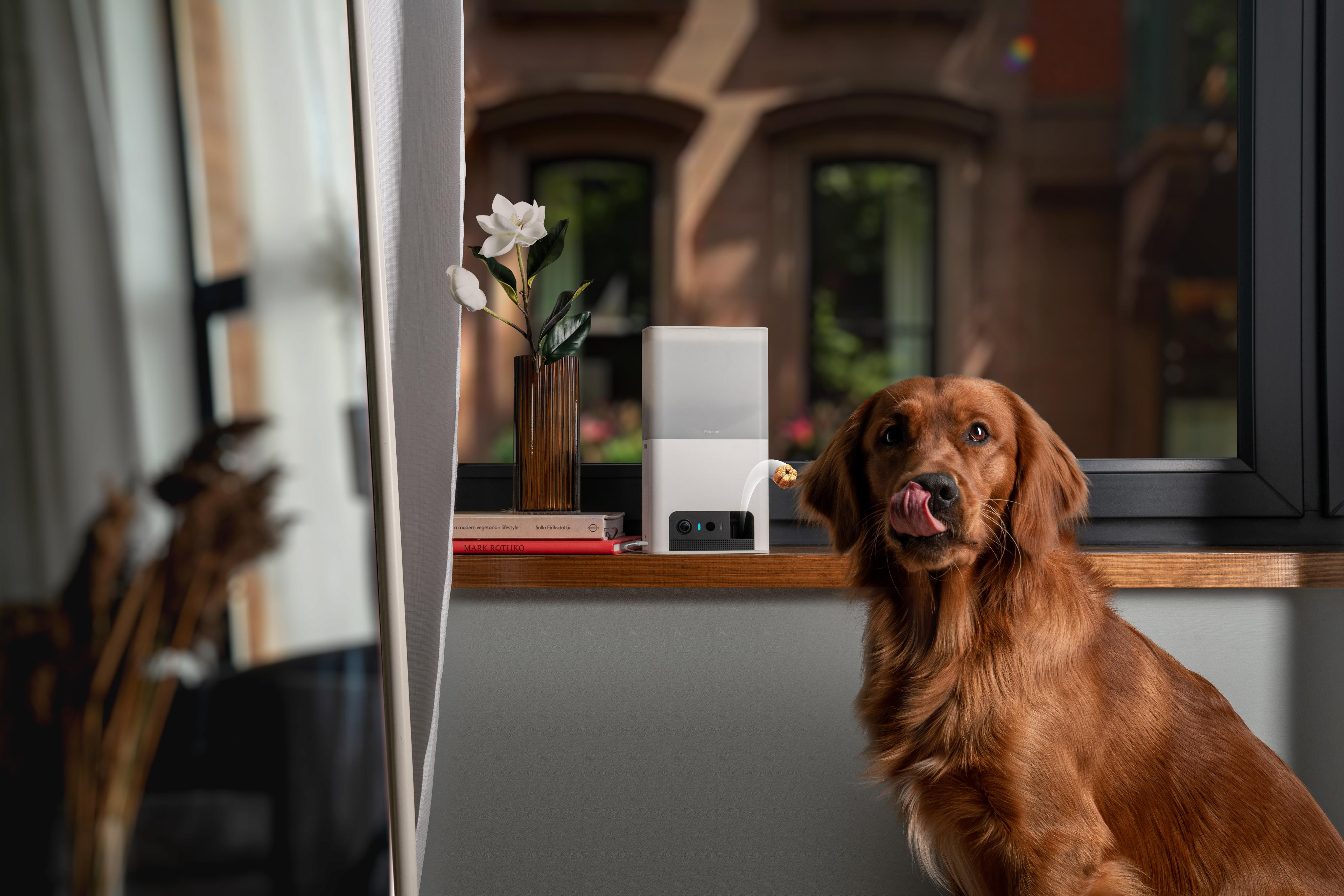 Ein goldener Retriever leckt sich die Lippen, neben einem Fenster.