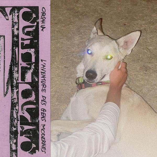 Ein weißer Hund mit leuchtenden Augen wird von einer Person gestreichelt. Text auf pinkem Hintergrund, 'ORPHIA'.